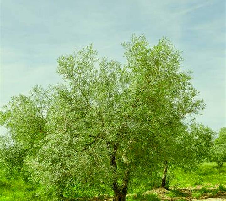 Cielo Olivar escort