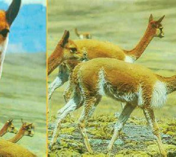 Cony Vicuna escort